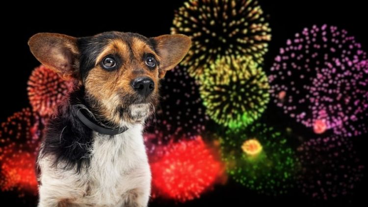FDA Warns Against Unregulated CBD Products for Dog Anxiety Amid Fireworks
