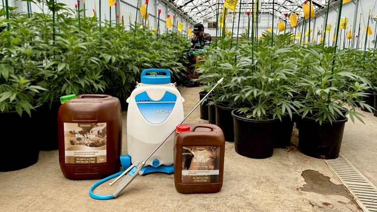 Five Lessons From a Colorado Grower Who Survived Cannabis’ Boom