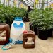 Five Lessons From a Colorado Grower Who Survived Cannabis’ Boom