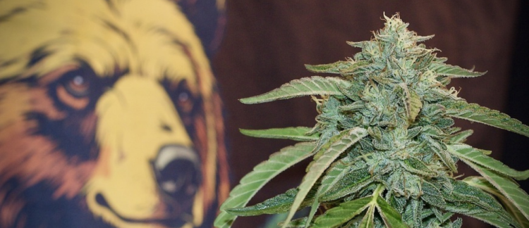 The Best Flower I Got This Month Is Going Into the Freezer Without Being Smoked
