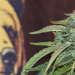 The Best Flower I Got This Month Is Going Into the Freezer Without Being Smoked