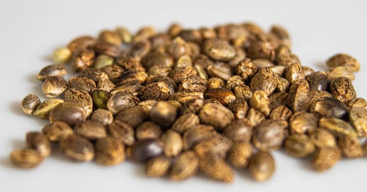 Will Cannabis Seeds Be Banned Under New U.S. Law?