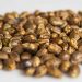 Will Cannabis Seeds Be Banned Under New U.S. Law?