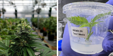 Gene-Edited Cannabis Is Already Here. Who Gets to Own It?