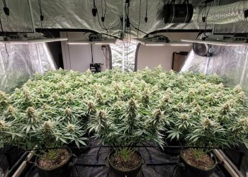 Best Short High-Yield Cannabis Strains: Skywalker OG
