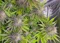 How Does Translocation Work in Cannabis Plants?