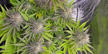 How Does Translocation Work in Cannabis Plants?