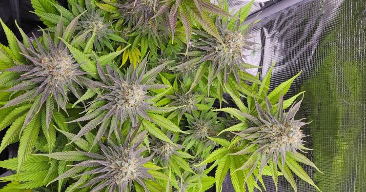 How Does Translocation Work in Cannabis Plants?