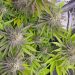 How Does Translocation Work in Cannabis Plants?