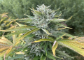 Harvest road trip 2026: Emerald Triangle genetics to watch