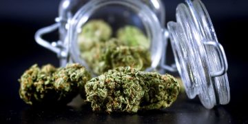What Are Minor Cannabinoids? – Soft Secrets