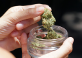 Are You Sure You’re Not Committing a Crime? The Supreme Court Ruling That Put Spain’s CBD Flower Industry on Edge and United the Entire Sector