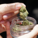 Are You Sure You’re Not Committing a Crime? The Supreme Court Ruling That Put Spain’s CBD Flower Industry on Edge and United the Entire Sector